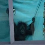 普吉警方突袭中国人豪宅 被人举报宅内饲养有“猩猩”-免费彩金-白嫖彩金网-博彩特邀网